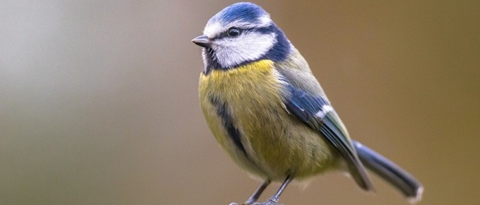 A blue tit perched on a branch