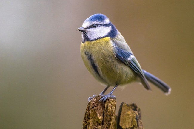 A blue tit perched on a branch
