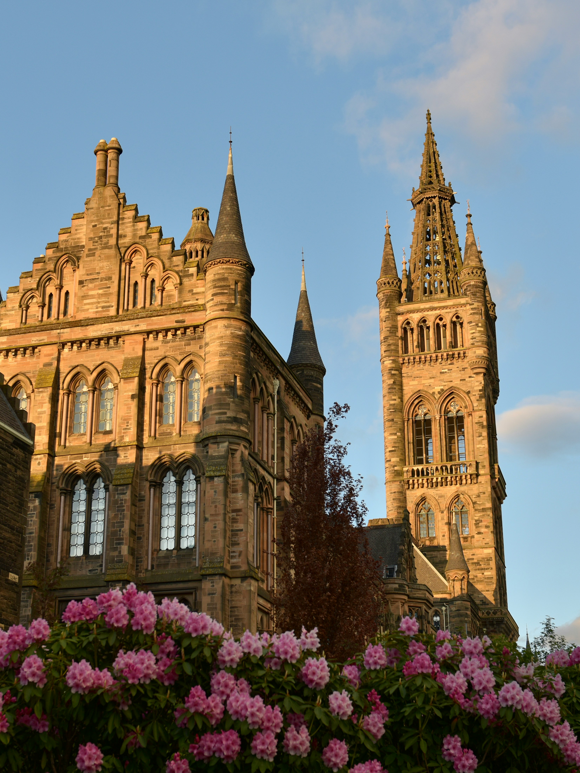 Photograph of Glasgow university tower with pink flowers blooming