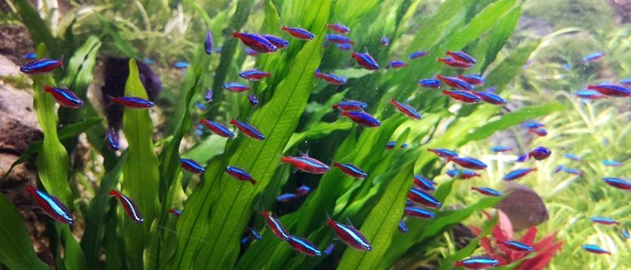Cardinal tetra fish amongst underwater follage