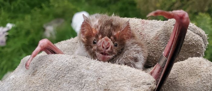 Head of a vampire bat can be seen in a gloved hand.