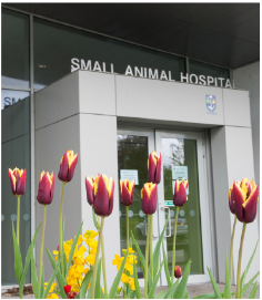 Image of the front entrance of the small animal hospital with tulips in the foreground
