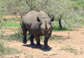 Image of an adult black rhino in the wild in Africa