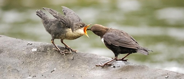 Two white-throated dippers, photo credit Juan Rey Pozo
