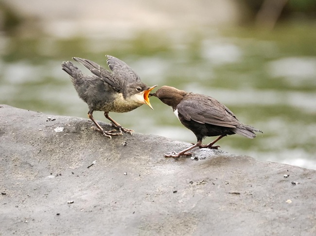 Two white-throated dippers, photo credit Juan Rey Pozo