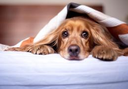 English Cocker Spaniel puppy lying under a blanket