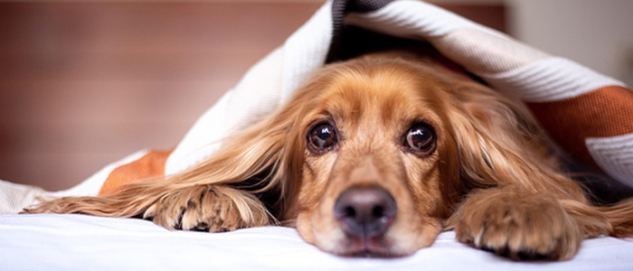 English Cocker Spaniel Pup lying under a blanket