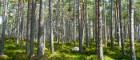 Image of a dense evergreen forest