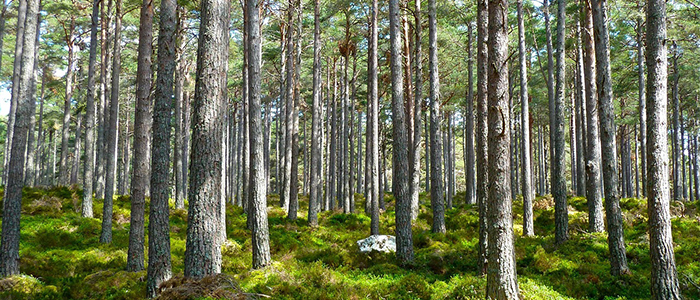 Image of a dense evergreen forest