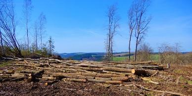 Tree trunks lying on the ground in a pile with a blue sky background