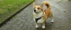 Archie, a Pembroke Welsh Corgi