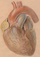 From drawings by Allen Thomson concerning the embryo and its development. MS Gen 1476/A/8529 - Links to more information on this item.
