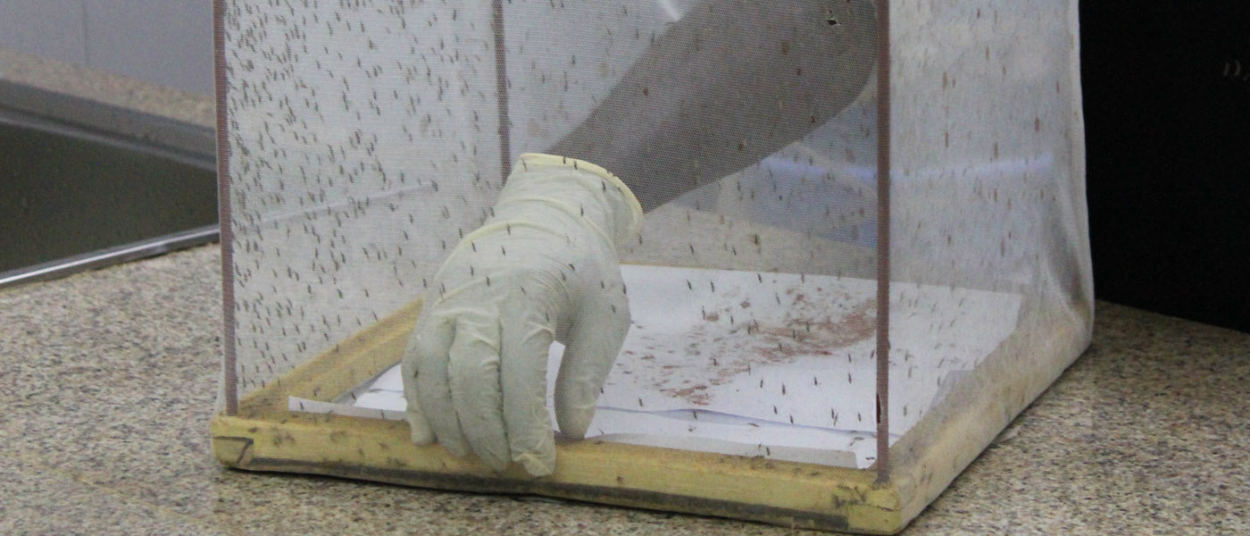 Mosquitos in a mesh insect cage