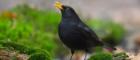 A male black bird on mossy ground