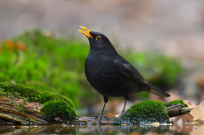 A male black bird on mossy ground