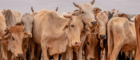 Cows hudled together
