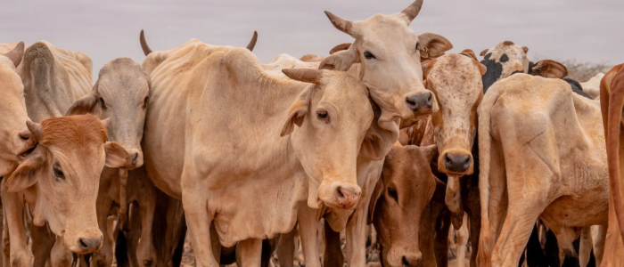 Cows hudled together