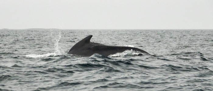 Long-finned pilot whale at sea