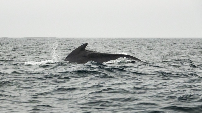 Long-finned pilot whale at sea