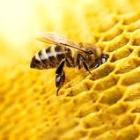 A close-up image of a honeybee standing on a honeycomb structure. The honeycomb consists of hexagonal cells in a bright golden-yellow color, and sunlight illuminates the scene from the top left, creating a warm and vibrant appearance.