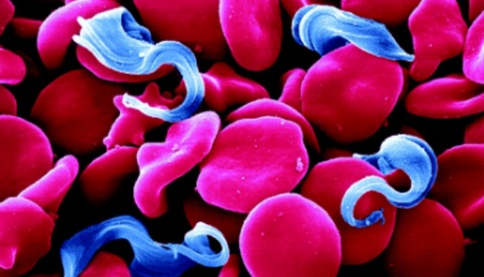 Colourised SEM of T. brucei and erythrocytes