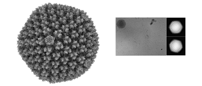 Left: Cryo-EM map of HAdV-D10 capsid, Right: example micrograph showing a single particle and two 2D classes