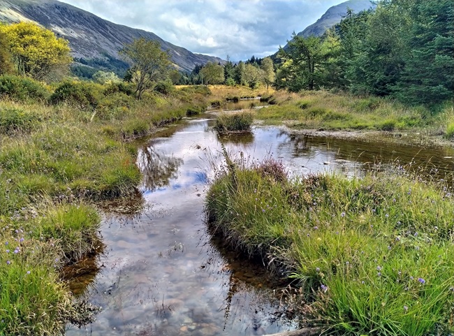 Passive rewilding in Wild Ennerdale areas, Cumbria. Credit Philip Barratt, University of Glasgow Passive rewilding in Wild Ennerdale areas, Cumbria. Credit Philip Barratt