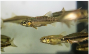 Minnows underwater