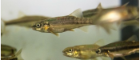 Minnows underwater