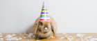 A rabbit wearing a party hat, surrounded by confetti