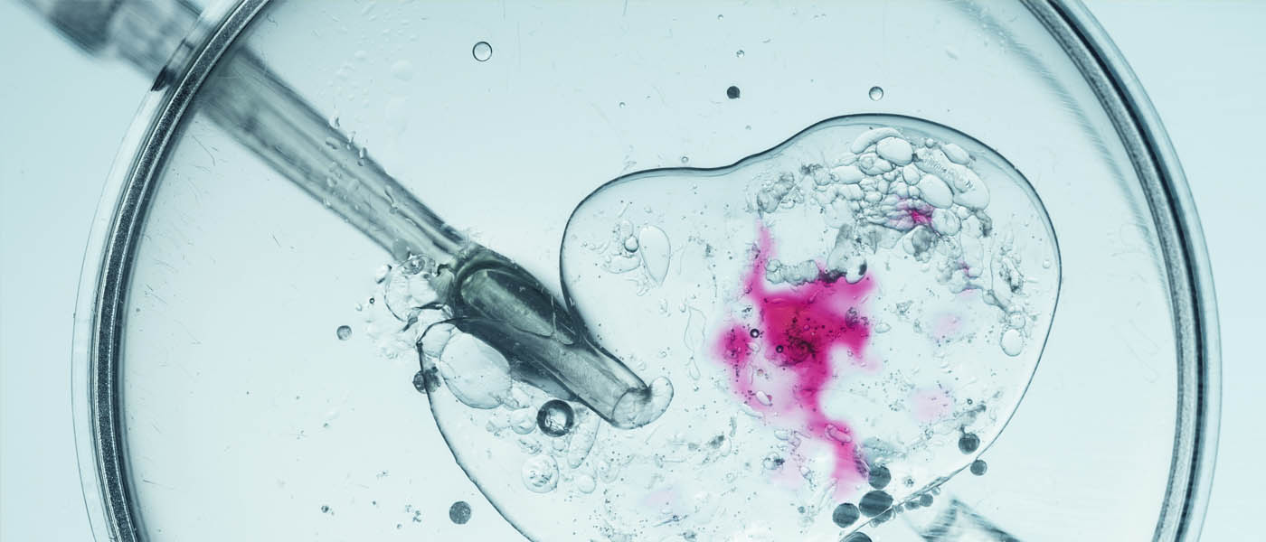 ivf taking place in a petri dish