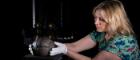 A woman wearing white gloves holds the world oldest football on a virutal reality 3D scanner. Credit Martin Shields