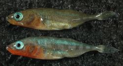 Variation in male stickleback nuptial coloration. (Photo by T. Pike).
