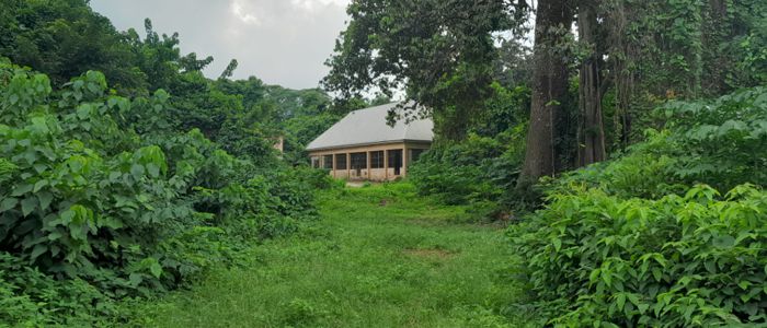 Pathway through undergrowth to dwelling in Nigeria