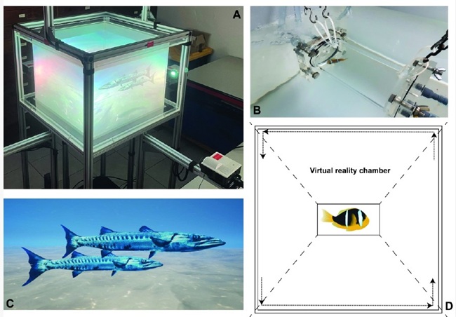 A graphic depicting the virtual reality set-up for fish, including a cube-shaped tank and images of fish