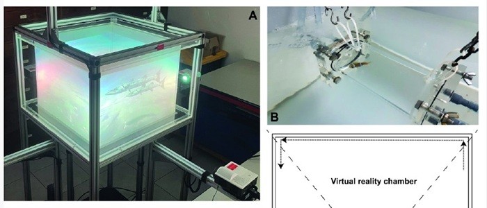 A graphic depicting the virtual reality set-up for fish, including a cube-shaped tank and images of fish