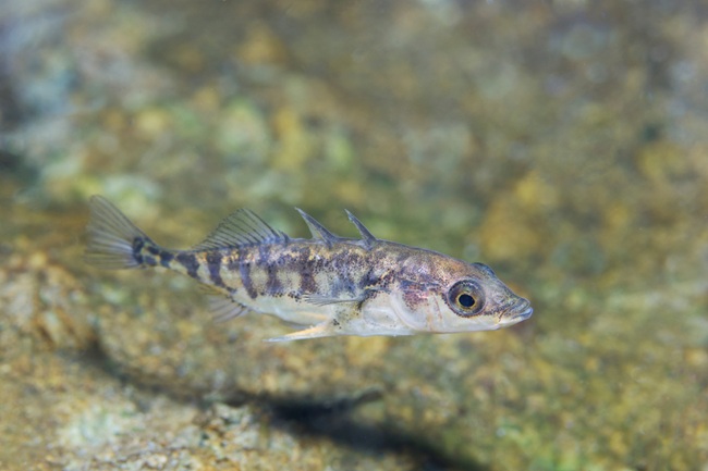 Three spine stickleback