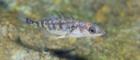 Three spine stickleback
