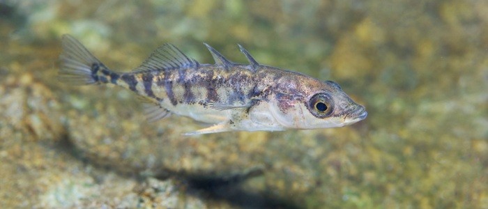 Three spine stickleback