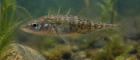 Stickleback fish under water