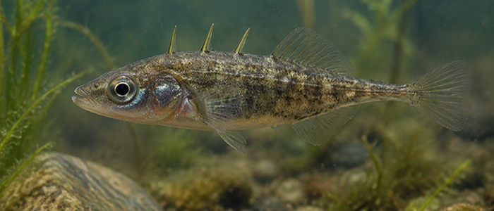 Stickleback fish under water