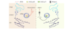 Diagram illustrating how two OAS2 protein isoforms inhibit different RNA viruses using distinct antiviral mechanisms. OAS2 p69 restricts the common cold coronavirus HCoV-OC43 independently of RNase L, while OAS2 p71 restricts Encephalomyocarditis virus (EMCV) by activating RNase L. The illustration highlights that differences in the proteins' C-terminal tails determine their antiviral specificity.