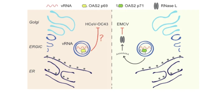 Diagram illustrating how two OAS2 protein isoforms inhibit different RNA viruses using distinct antiviral mechanisms. OAS2 p69 restricts the common cold coronavirus HCoV-OC43 independently of RNase L, while OAS2 p71 restricts Encephalomyocarditis virus (EMCV) by activating RNase L. The illustration highlights that differences in the proteins' C-terminal tails determine their antiviral specificity.