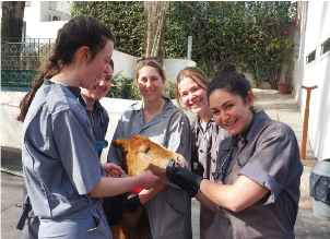 4 female students and their supervisor wearing scrubs and holding/petting a calf