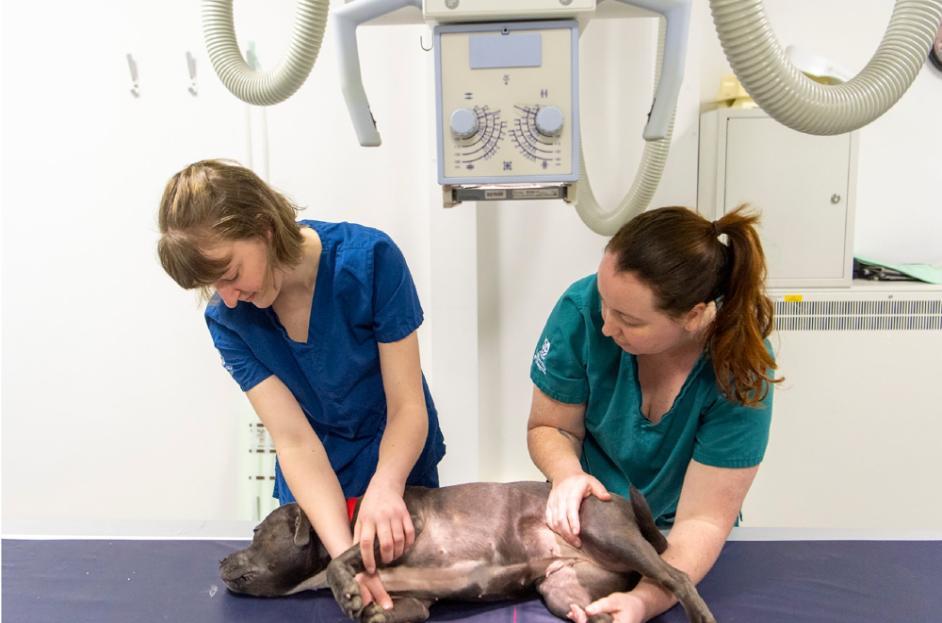 Vet and student vet examining a large brown dog on an examination table