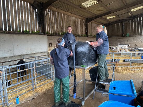 Vet students in protective clothing carrying out training on a simulation cow in a barn