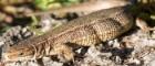 A Eurasian common lizard