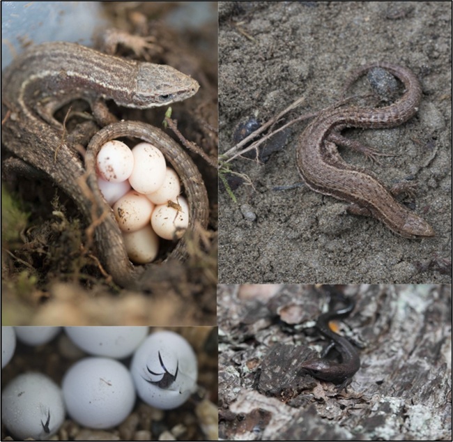Image courtesy of Dr Hans Recknagel A collage of Eurasian common lizards