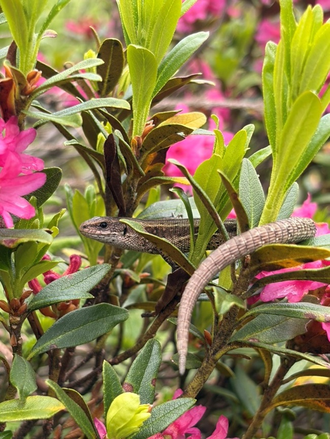 Image courtesy of Meredith Kimble courtesy of A Eurasian common lizard