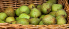 Basket with pears in it